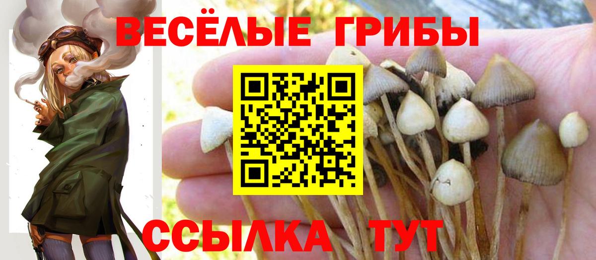 Псилоцибиновые грибы Psilocybine cubensis Обнинск